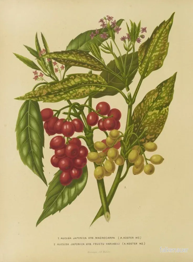Målning Flore holländska och Pomone PL34 - Abraham Jacobus Wendel | Konsttryck - Bild 2