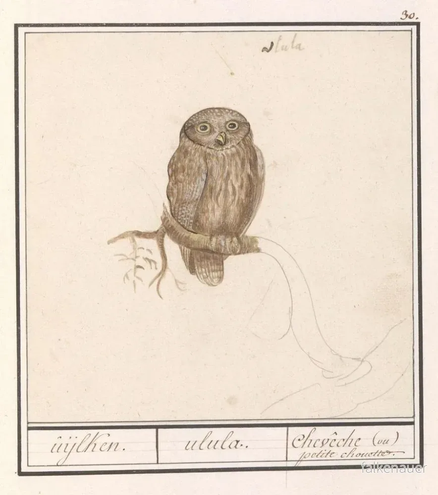 Målning Dwerguil Glaucidium passerinum uijlken ulula chevche ou petite chouette - Anselmus Botius de Boodt | Konsttryck - Bild 2