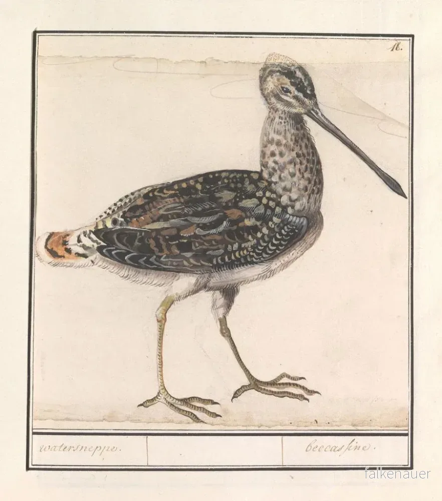 Målning av vattenkryp Ciboulette Gallinago gallinago - Anselmus Botius de Boodt | Konsttryck - Bild 2